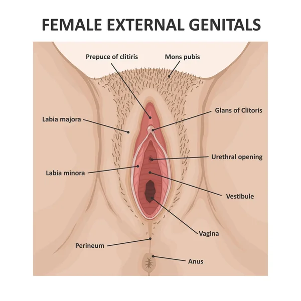 Γυναικεία εξωτερικά γεννητικά όργανα. Ιατρική αφίσα θηλυκό ανατομία αιδοίο — Διανυσματικό Αρχείο